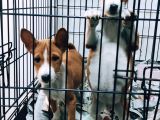 Özel Irk Basenji̇ Yavruları