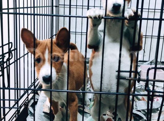 Özel Irk Basenji̇ Yavruları görsel