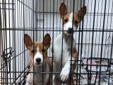 Özel Irk Basenji̇ Yavruları
