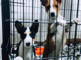 Özel Irk Basenji̇ Yavruları
