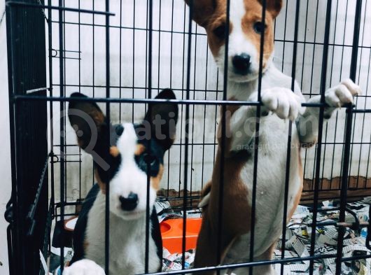 Özel Irk Basenji̇ Yavruları görsel