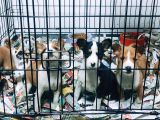 Özel Irk Basenji̇ Yavruları