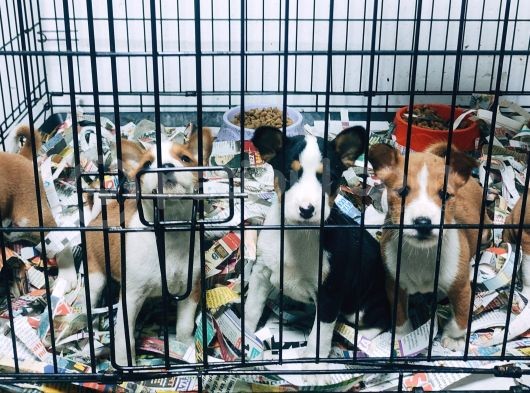 Özel Irk Basenji̇ Yavruları görsel
