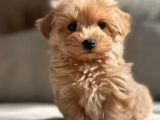 mükemmel maltipoo bebekler