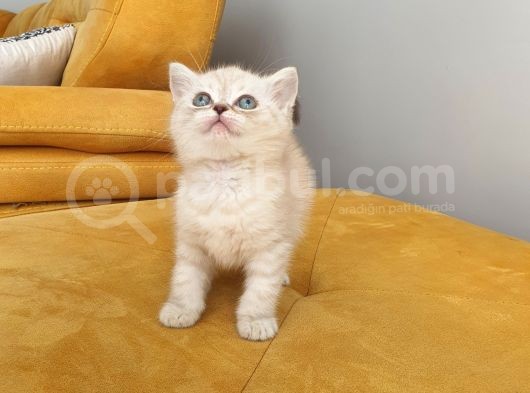 Saf Kan Ori̇ji̇nal Yavrular Eği̇ti̇mleri̇ Tam görsel