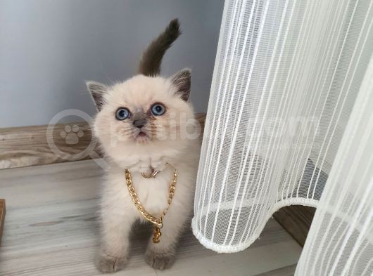 Saf Kan Ori̇ji̇nal Yavrular Eği̇ti̇mleri̇ Tam görsel
