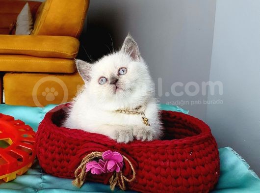 Saf Kan Ori̇ji̇nal Yavrular Eği̇ti̇mleri̇ Tam görsel
