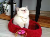 SAF KAN ORİJİNAL YAVRULAR EĞİTİMLERİ TAM