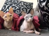 Black Tortie Dişi Sphynx