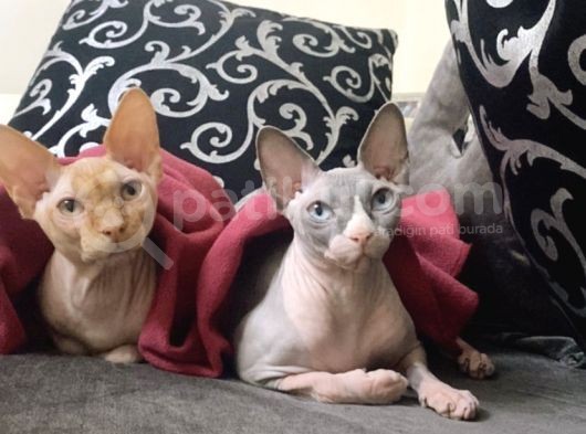 Black Tortie Dişi Sphynx görsel