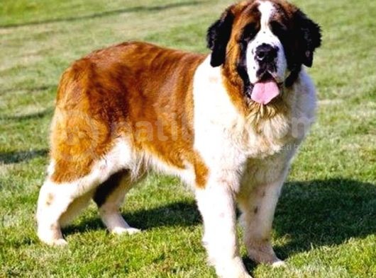 Safkan St Bernard Erkek Yavrular görsel
