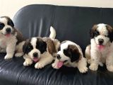 dev st bernard bebekler