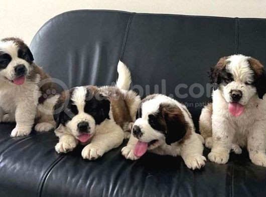 Dev St Bernard Bebekler