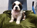 Dev St Bernard Bebekler
