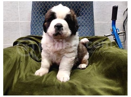 Dev St Bernard Bebekler görsel