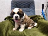 Dev St Bernard Bebekler