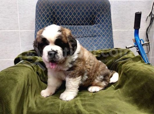 Dev St Bernard Bebekler görsel