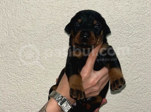 Ev Ortamından Doberman Yavruları görsel