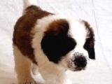Safkan St Bernard Erkek Yavrular