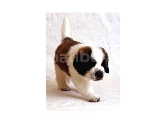 Safkan St Bernard Erkek Yavrular görsel