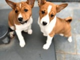 Özel ırk BASENJİ yavruları