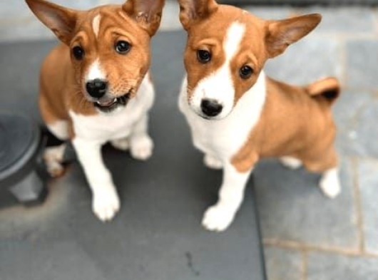 Özel Irk Basenji̇ Yavruları