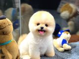Ayı Surat Pomeranian Yavrularımız