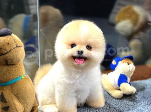 Ayı Surat Pomeranian Yavrularımız görsel
