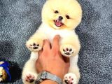 Ayı Surat Pomeranian Yavrularımız