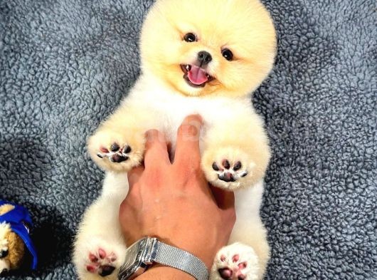 Ayı Surat Pomeranian Yavrularımız