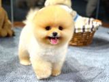 Ayı Surat Pomeranian Yavrularımız