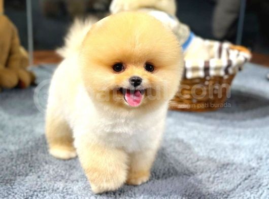 Ayı Surat Pomeranian Yavrularımız görsel