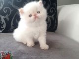 1 AYLIK SAFKAN İRAN YAVRULAR