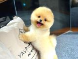 Ayı Surat Pomeranian Yavrularımız