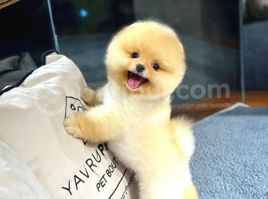 Ayı Surat Pomeranian Yavrularımız görsel