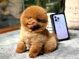 Çocuklarla anlaşabilen ırk pomeranian Boo