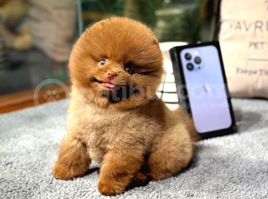 Çocuklarla Anlaşabilen Irk Pomeranian Boo