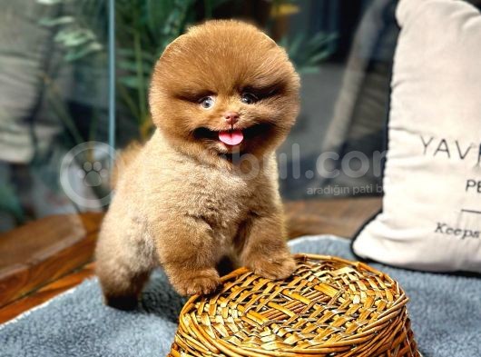 Çocuklarla Anlaşabilen Irk Pomeranian Boo görsel