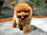 Çocuklarla Anlaşabilen Irk Pomeranian Boo