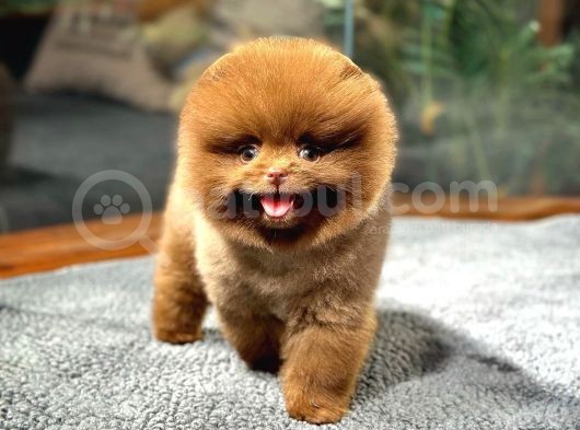 Çocuklarla Anlaşabilen Irk Pomeranian Boo görsel