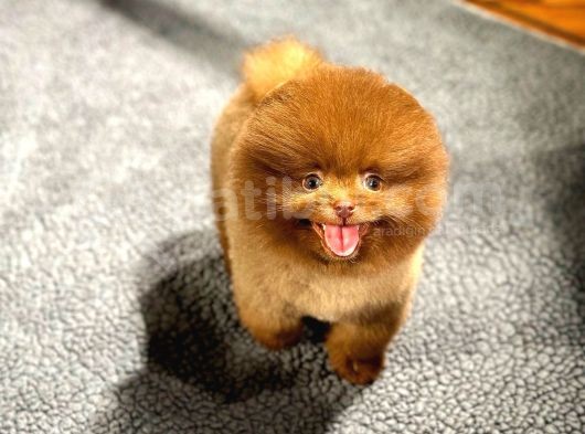 Çocuklarla Anlaşabilen Irk Pomeranian Boo görsel