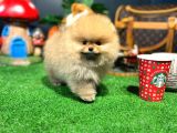 A Kalite Gülen Yüz Pomeranian Boo Yavrularımız