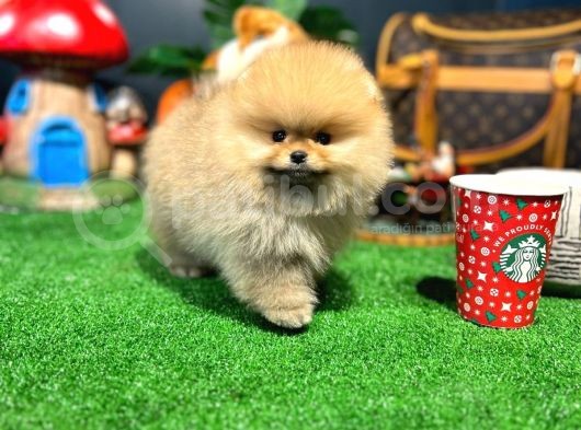 A Kalite Gülen Yüz Pomeranian Boo Yavrularımız görsel