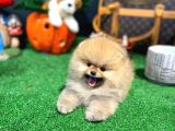 A Kalite Gülen Yüz Pomeranian Boo Yavrularımız