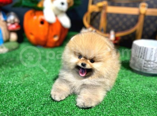 A Kalite Gülen Yüz Pomeranian Boo Yavrularımız görsel