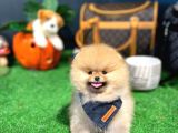 A Kalite Gülen Yüz Pomeranian Boo Yavrularımız