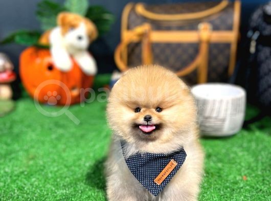 A Kalite Gülen Yüz Pomeranian Boo Yavrularımız görsel