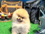 A Kalite gülen yüz Pomeranian boo yavrularımız