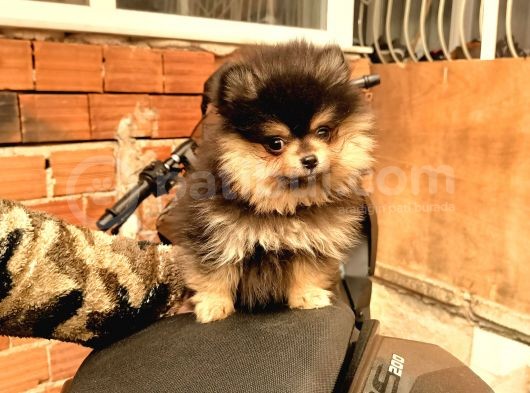 Ust Kalite Pomeranian Teddy Bear Yavrularimiz görsel