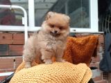 Ust Kalite Pomeranian Teddy Bear Yavrularimiz